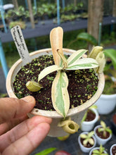 Load image into Gallery viewer, N. ampullaria 'Variegated Clone 1'