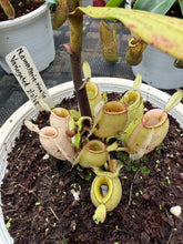 Load image into Gallery viewer, N. ampullaria 'Variegated'