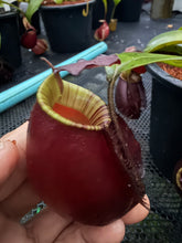 Load image into Gallery viewer, N.bicalcarata x ampullaria 'Black Miracle' - Specimen 2