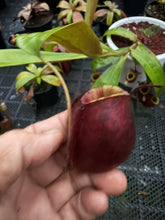 Load image into Gallery viewer, N. ampullaria 'Tricolor'