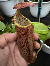 Load image into Gallery viewer, N.campanulata x (boschiana x veitchii) - Specimen 3