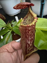 Load image into Gallery viewer, N.campanulata x (boschiana x veitchii) - Specimen 3