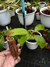 Load image into Gallery viewer, N.campanulata x (boschiana x veitchii) - Specimen 3