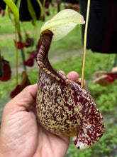 Load image into Gallery viewer, N. rafflesiana - Specimen 5