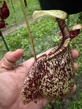 Load image into Gallery viewer, N. rafflesiana - Specimen 5