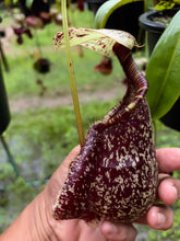 Load image into Gallery viewer, N. rafflesiana - Specimen 6