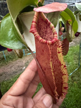 Load image into Gallery viewer, N. northiana x veitchii - Specimen 3