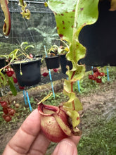 Load image into Gallery viewer, N. mirabilis var. 'Trang-Bizarre' x (viking x ampullaria) - Specimen 3