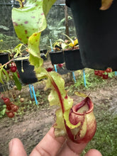 Load image into Gallery viewer, N. mirabilis var. 'Trang-Bizarre' x (viking x ampullaria) - Specimen 3