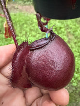 Load image into Gallery viewer, N. viking x ampullaria 'Black Miracle' - Specimen 1