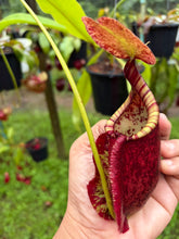 Load image into Gallery viewer, N.((viking x ampullaria) x sumatrana) x rafflesiana - Specimen 1