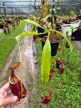 Load image into Gallery viewer, N.((viking x ampullaria) x sumatrana) x rafflesiana - Specimen 1