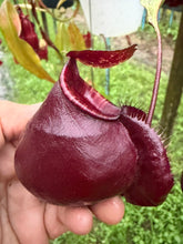 Load image into Gallery viewer, N.(viking x Hookeriana) x (viking x ampullaria 'Black Miracle') - Specimen 2