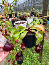 Load image into Gallery viewer, N.(viking x Hookeriana) x (viking x ampullaria 'Black Miracle') - Specimen 2