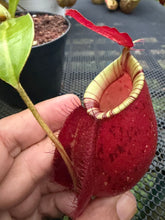 Load image into Gallery viewer, N. Hookeriana - Specimen 6
