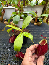 Load image into Gallery viewer, N. Hookeriana - Specimen 6