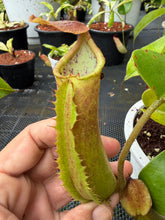 Load image into Gallery viewer, N. truncata