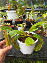 Load image into Gallery viewer, N. truncata