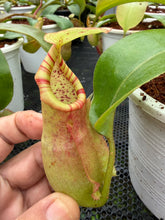 Load image into Gallery viewer, N.(viking x ampullaria) x veitchii - Specimen 1