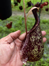 Load image into Gallery viewer, N. rafflesiana - Wholesale Lot of 10