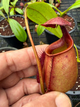 Load image into Gallery viewer, N. bicalcarata - Wholesale Lot of 10