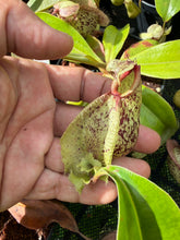 Load image into Gallery viewer, N. rafflesiana 'Nivea' x (mirabilis var. 'Trang-Bizarre' x ampullaria) - Wholesale Lot of 10