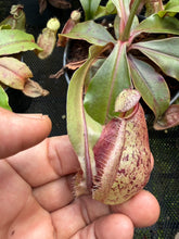Load image into Gallery viewer, N. rafflesiana 'Nivea' x (mirabilis var. 'Trang-Bizarre' x ampullaria) - Wholesale Lot of 10