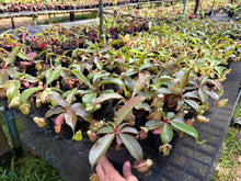 Load image into Gallery viewer, N. rafflesiana 'Nivea' x (mirabilis var. 'Trang-Bizarre' x ampullaria) - Wholesale Lot of 10