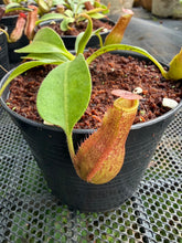 Load image into Gallery viewer, N. boschiana x veitchii - Wholesale Lot of 10