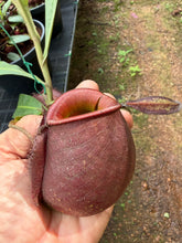 Load image into Gallery viewer, N. ampullaria 'Mega Belly'
