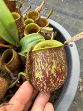 Load image into Gallery viewer, N. ampullaria - Specimen 3
