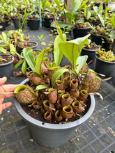 Load image into Gallery viewer, N. ampullaria - Specimen 3
