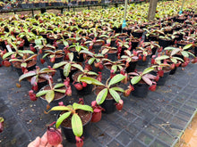 Load image into Gallery viewer, N. hookeriana 'Red' - Wholesale Lot of 10