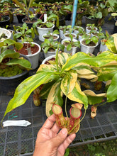 Load image into Gallery viewer, N. gaya 'Variegated'