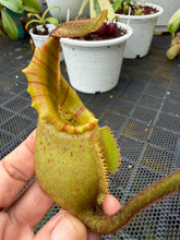 Load image into Gallery viewer, N.veitchii - Specimen 5