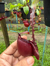 Load image into Gallery viewer, N. mirabilis var. 'Trang-Bizarre' x (viking x ampullaria 'Black Miracle')