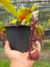 Load image into Gallery viewer, N. mirabilis var. 'Trang-Bizarre' x (viking x ampullaria 'Black Miracle')