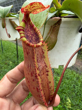 Load image into Gallery viewer, N. northiana x veitchii - Specimen 4