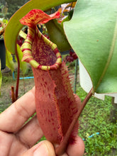 Load image into Gallery viewer, N. northiana x veitchii - Specimen 5