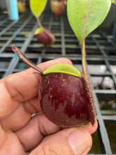 Load image into Gallery viewer, N. ampullaria x ampullaria &#39;Black Miracle&#39;
