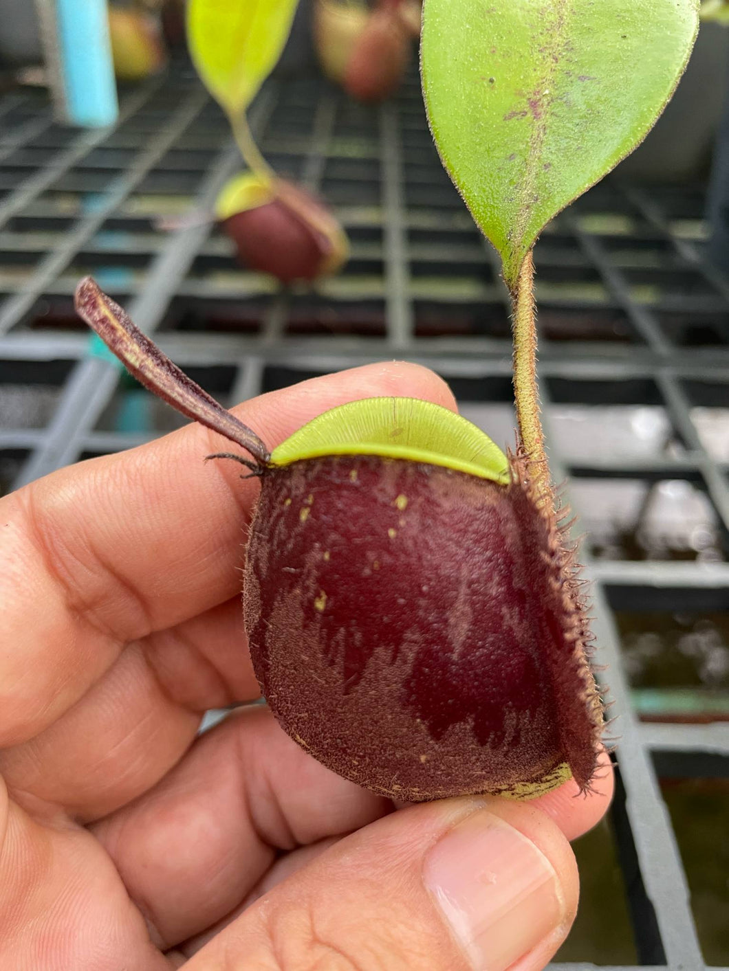 N. ampullaria x ampullaria 'Black Miracle'
