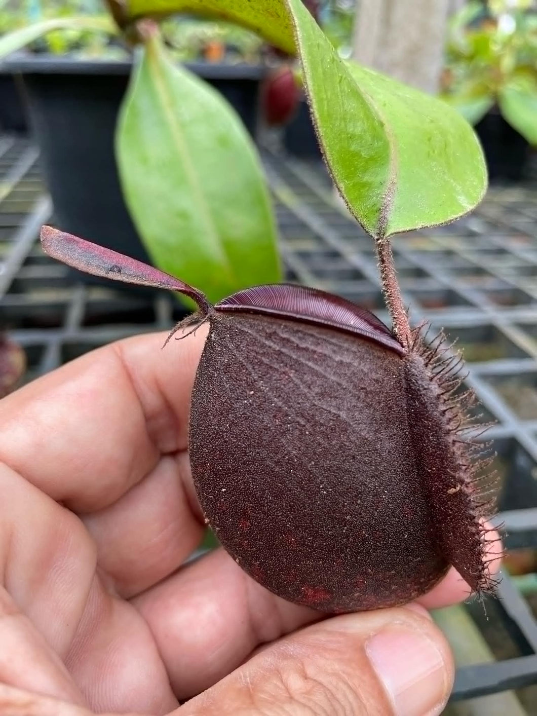 N. ampullaria 'Tricolor' - Specimen 3