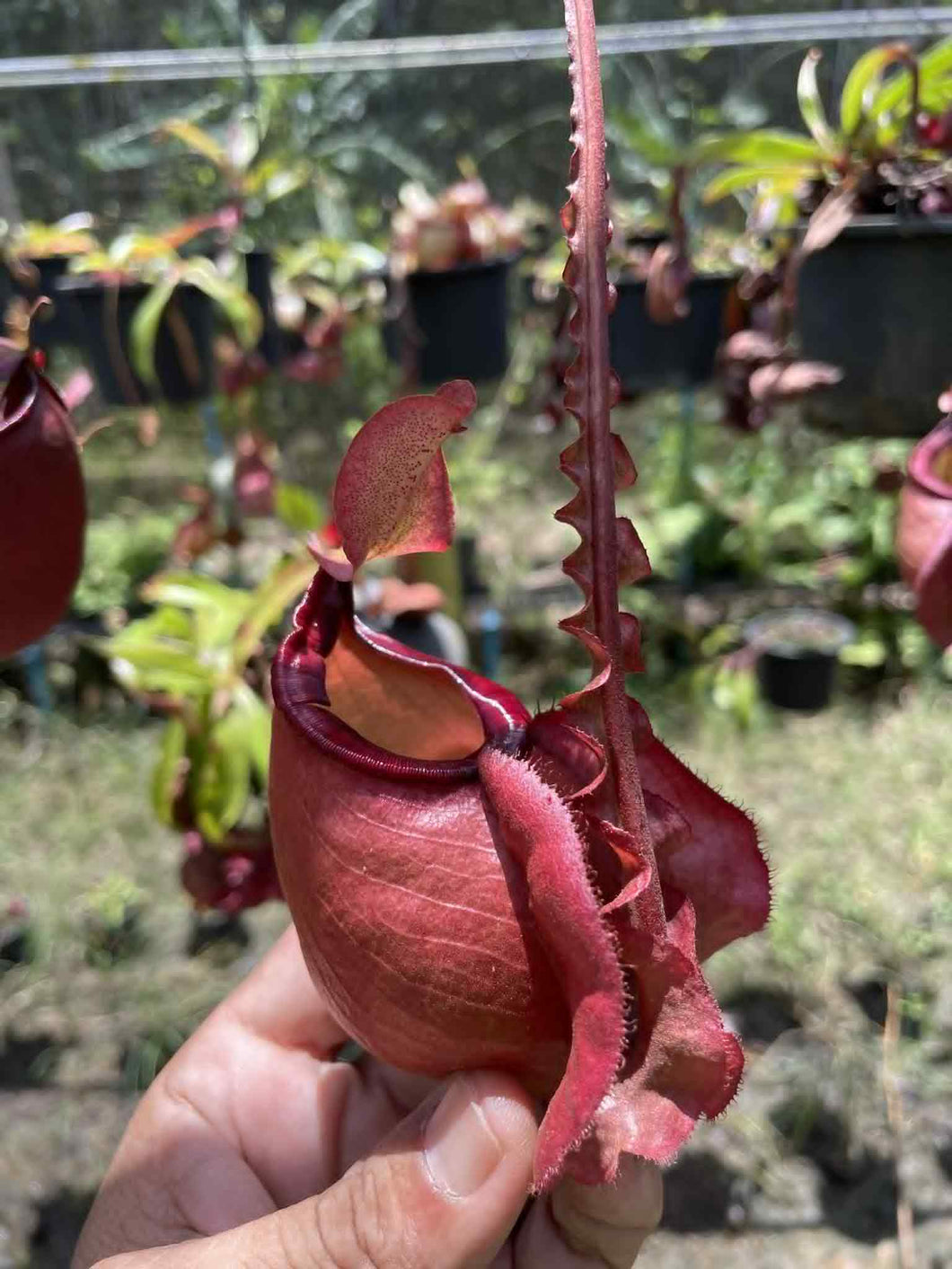 N. mirabilis 'Trang-Bizarre' x (viking ampullaria 'Black Miracle') - Specimen 3