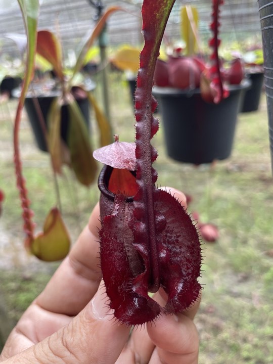 N. mirabilis var Trang-Bizarre x (viking x ampullaria 'Black Miracle') - Specimen 2