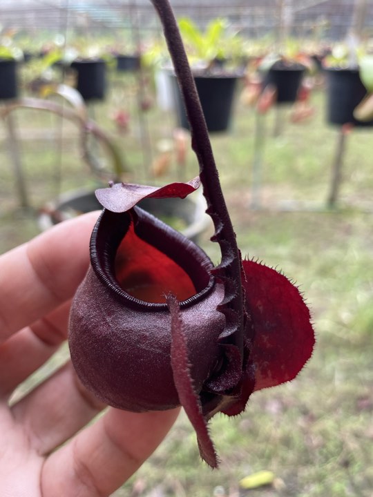 N. mirabilis var Trang-Bizarre x (viking x ampullaria 'Black Miracle') - Specimen 3