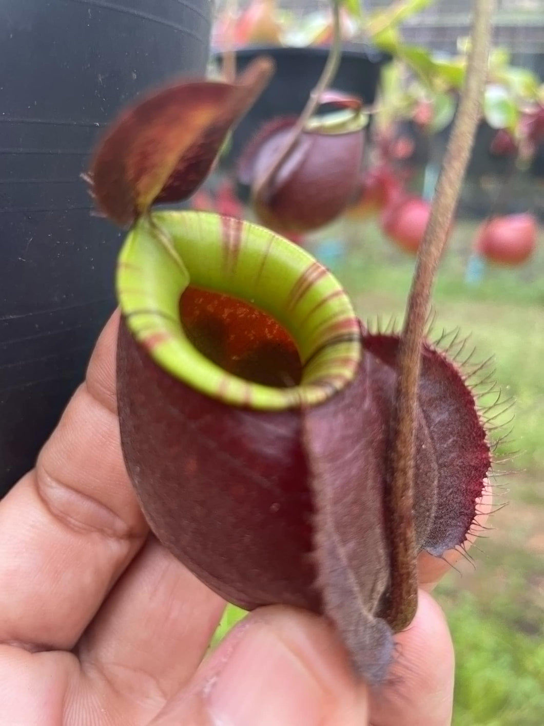 N.(viking x Hookeriana) x ampullaria 'Black Miracle' - Specimen 1