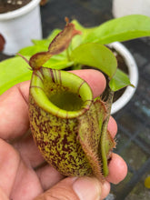 Load image into Gallery viewer, N. ampullaria x (spectabilis x northiana)
