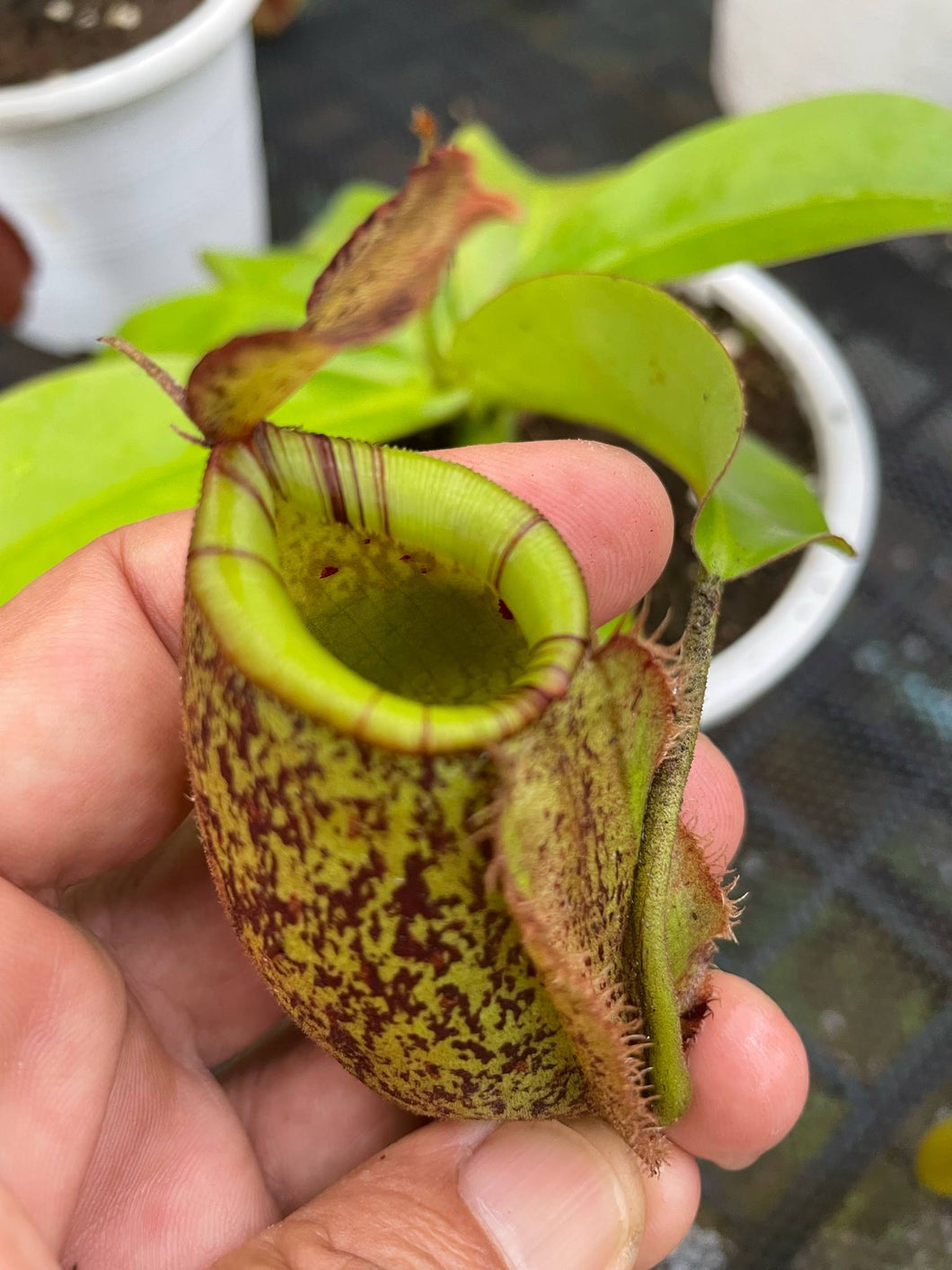 N. ampullaria x (spectabilis x northiana)