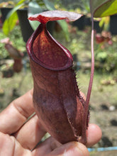 Load image into Gallery viewer, N. kampotiana x (lowii x campanulata) - Specimen 1
