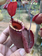 Load image into Gallery viewer, N. viking x ampullaria &#39;Black Miracle&#39; - Specimen 1
